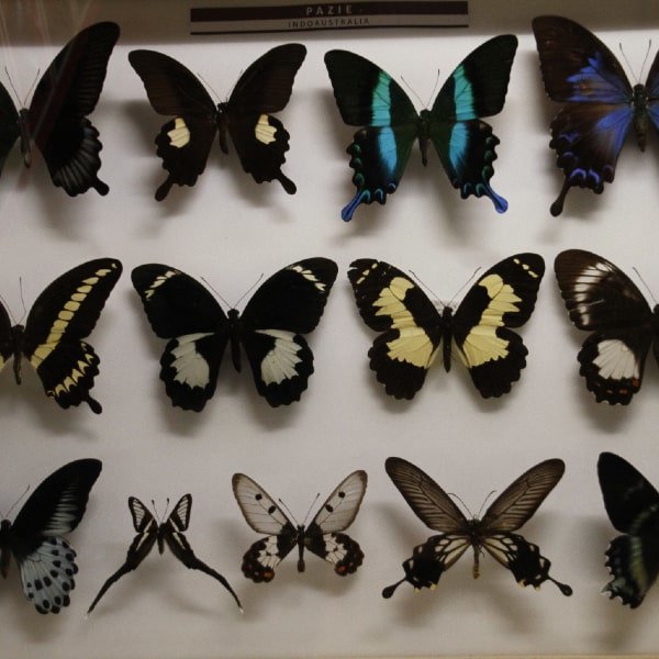 Butterflies under glass in museum