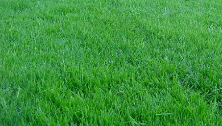 Image result for Proper lawn care of lush green grass
